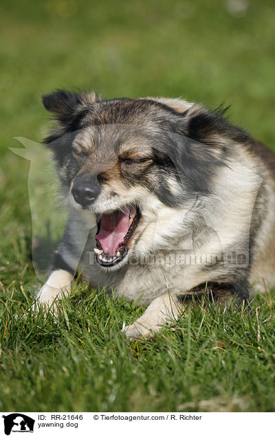 ghnender Hund / yawning dog / RR-21646
