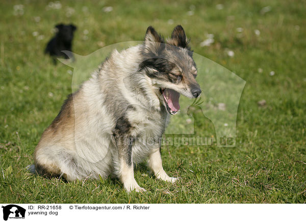 ghnender Hund / yawning dog / RR-21658