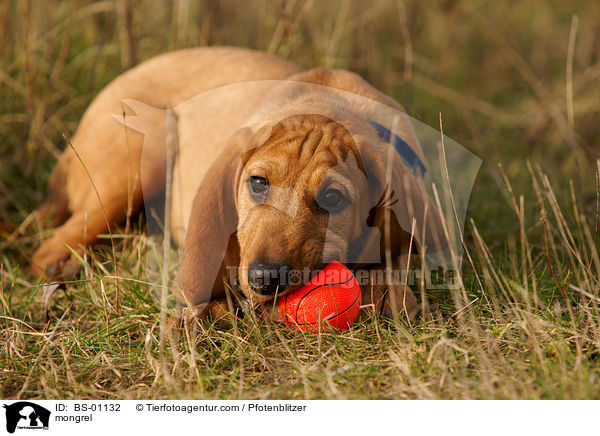 Beagle-Griffon-Mix / mongrel / BS-01132