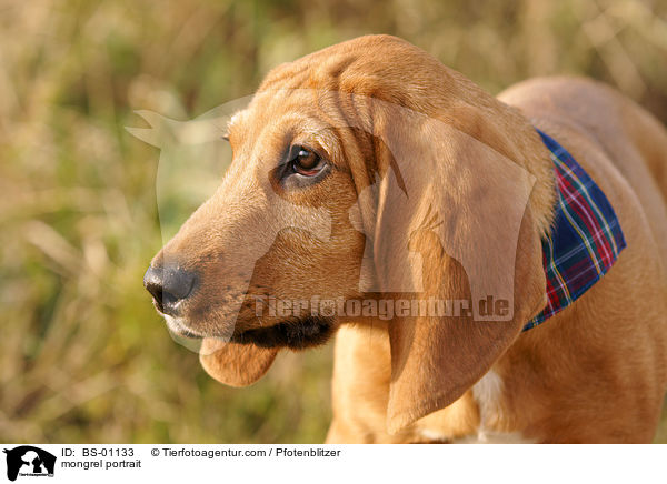 Beagle-Griffon-Mix Portrait / mongrel portrait / BS-01133