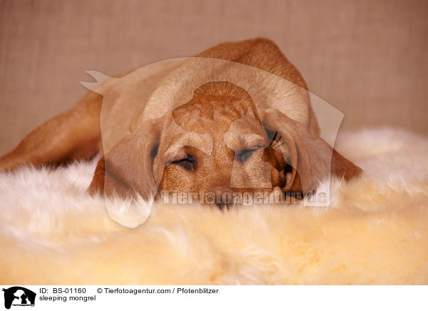 schlafender Beagle-Griffon-Mix / sleeping mongrel / BS-01160