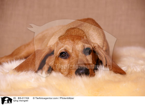 liegender Beagle-Griffon-Mix / lying mongrel / BS-01164