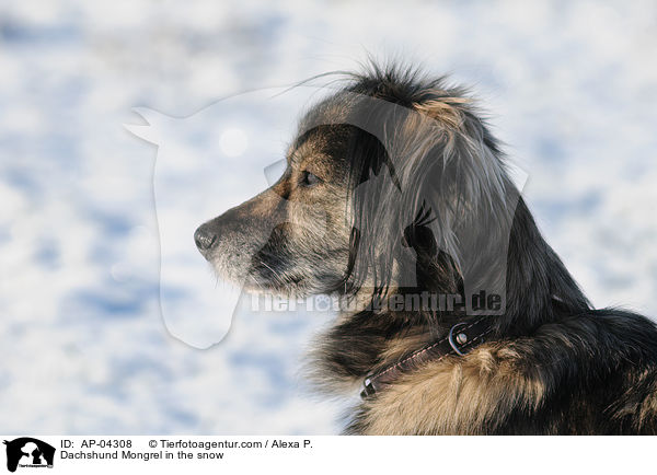 Dackel-Mischling / Dachshund Mongrel in the snow / AP-04308