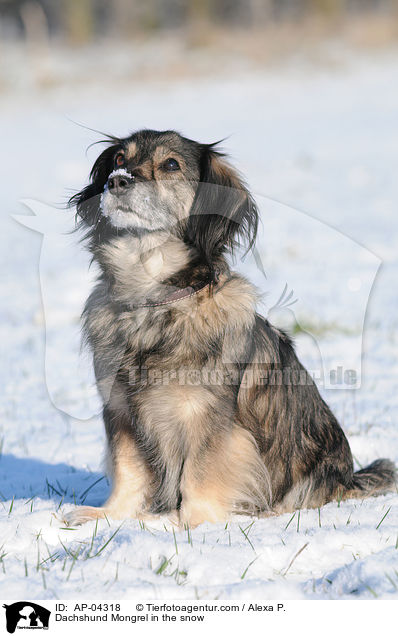 Dackel-Mischling / Dachshund Mongrel in the snow / AP-04318