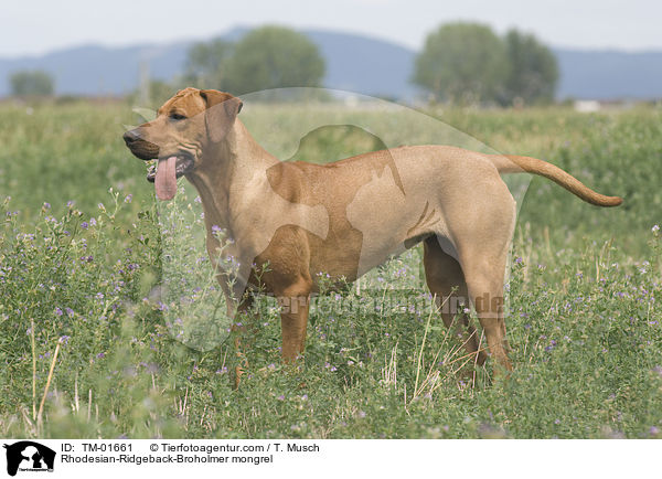 Rhodesian-Ridgeback-Broholmer Mischling / Rhodesian-Ridgeback-Broholmer mongrel / TM-01661