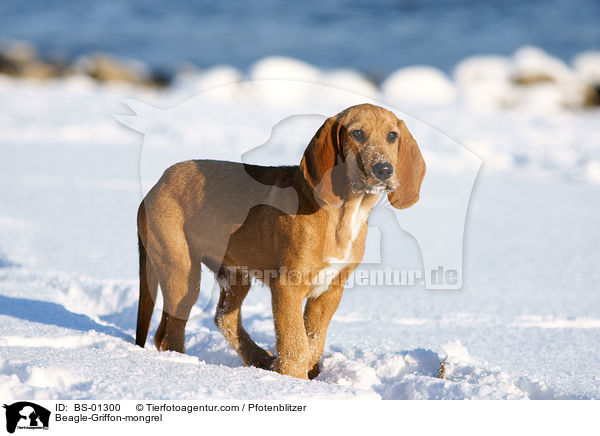 Beagle-Griffon-Mischling / Beagle-Griffon-mongrel / BS-01300