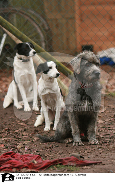 Hunde im Tierheim / dog pound / SG-01552