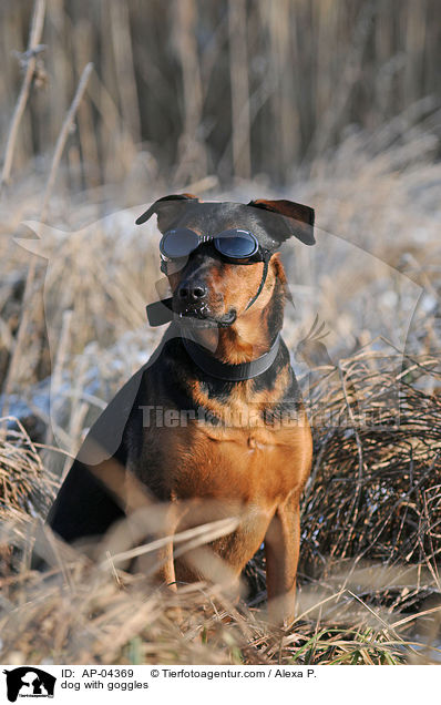 Hund mit Schutzbrille / dog with goggles / AP-04369