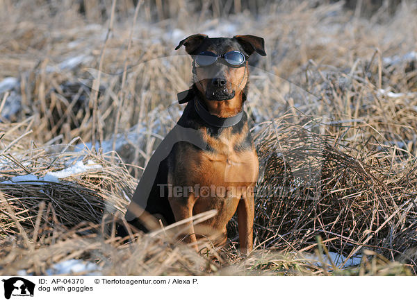 Hund mit Schutzbrille / dog with goggles / AP-04370