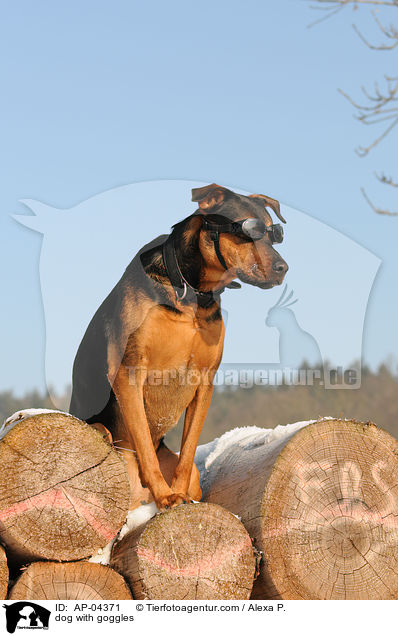 Hund mit Schutzbrille / dog with goggles / AP-04371