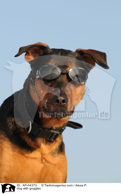 Hund mit Schutzbrille / dog with goggles / AP-04373