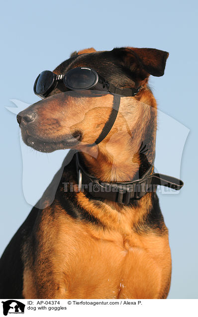 Hund mit Schutzbrille / dog with goggles / AP-04374