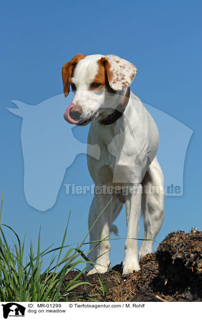 Mischling auf Wiese / dog on meadow / MR-01299