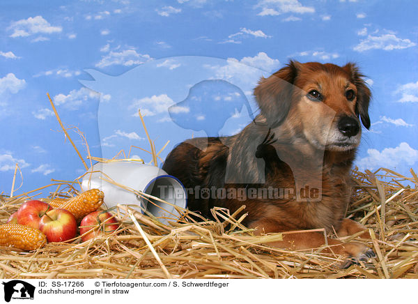 Dackel-Mischling im Stroh / dachshund-mongrel in straw / SS-17266