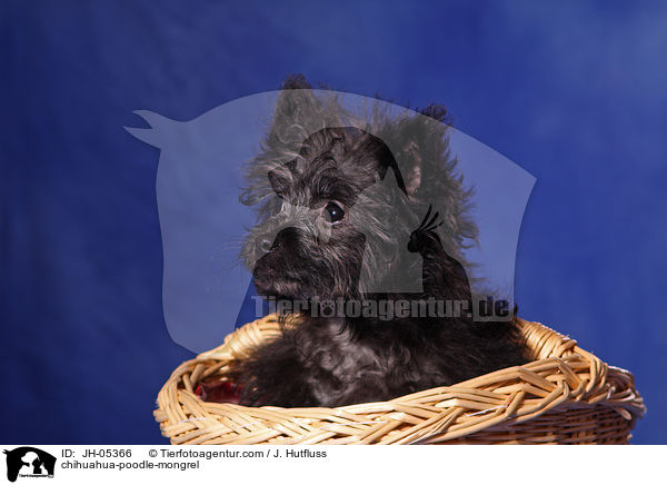 Chihuahua-Zwergpudel-Mix / chihuahua-poodle-mongrel / JH-05366