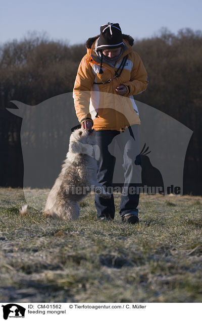 Tibet-Terrier-Sheltie-Mischling fttern / feeding mongrel / CM-01562
