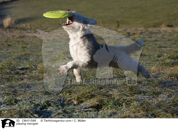 spielender Tibet-Terrier-Sheltie-Mischling / playing mongrel / CM-01586
