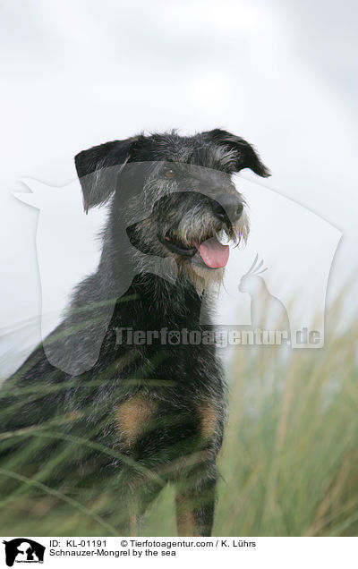 Schnauzer-Mischling am Meer / Schnauzer-Mongrel by the sea / KL-01191