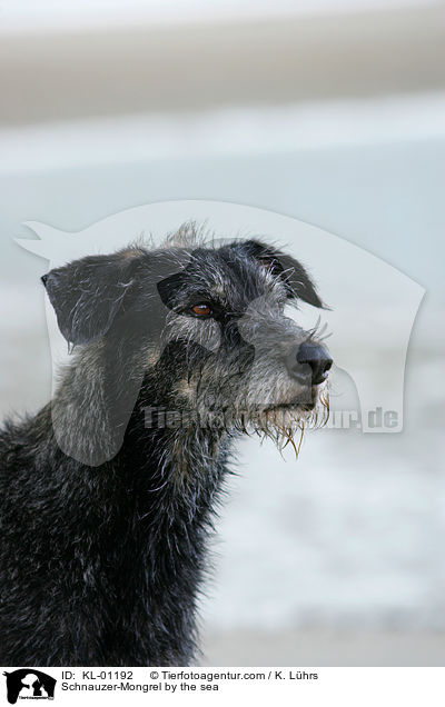 Schnauzer-Mischling am Meer / Schnauzer-Mongrel by the sea / KL-01192