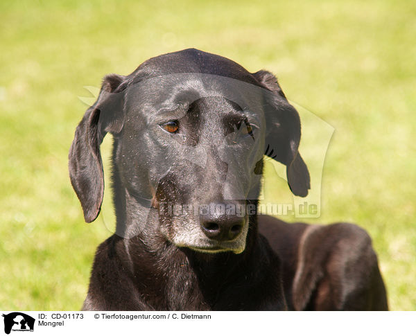 Weimaraner-Windhund-Mischling / Mongrel / CD-01173