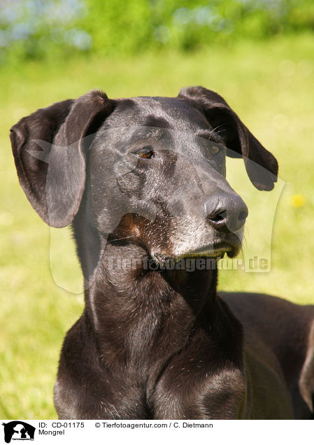 Weimaraner-Windhund-Mischling / Mongrel / CD-01175