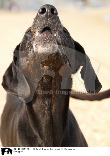 Weimaraner-Windhund-Mischling / Mongrel / CD-01178