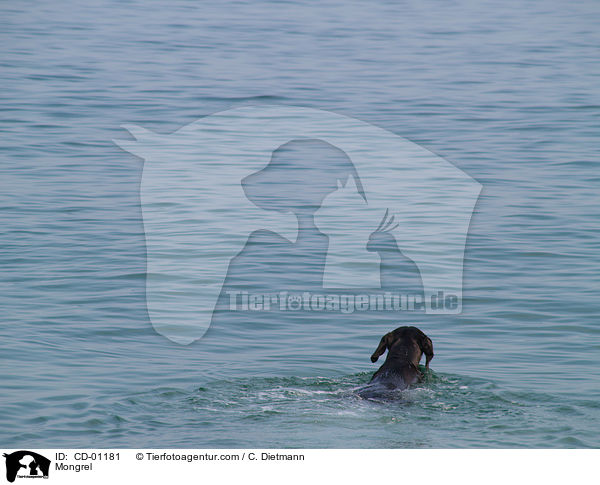 Weimaraner-Windhund-Mischling / Mongrel / CD-01181