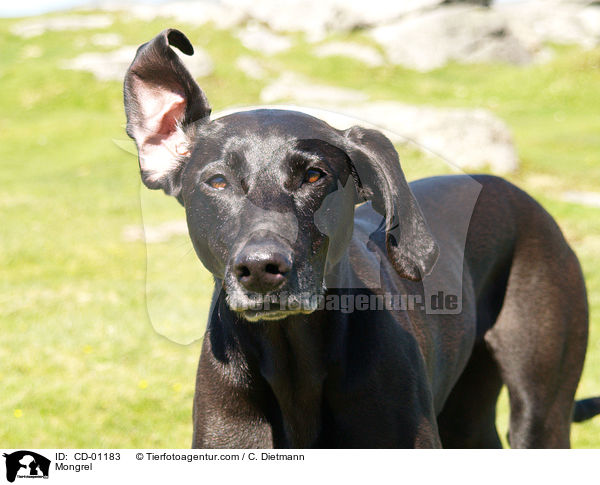 Weimaraner-Windhund-Mischling / Mongrel / CD-01183