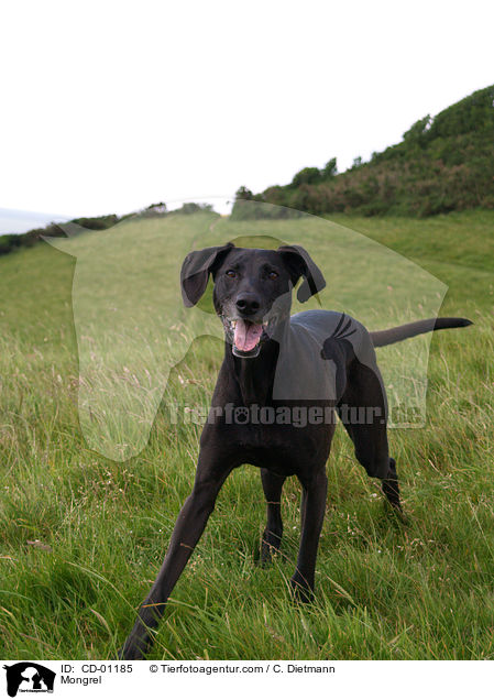 Weimaraner-Windhund-Mischling / Mongrel / CD-01185