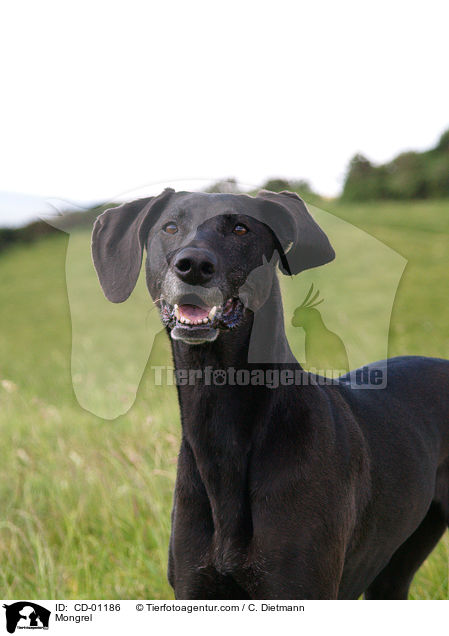 Weimaraner-Windhund-Mischling / Mongrel / CD-01186