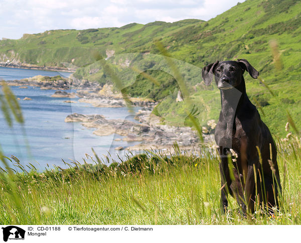 Weimaraner-Windhund-Mischling / Mongrel / CD-01188