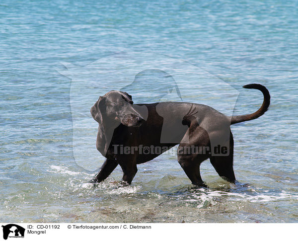 Weimaraner-Windhund-Mischling / Mongrel / CD-01192