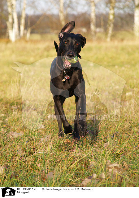 Weimaraner-Windhund-Mischling / Mongrel / CD-01196