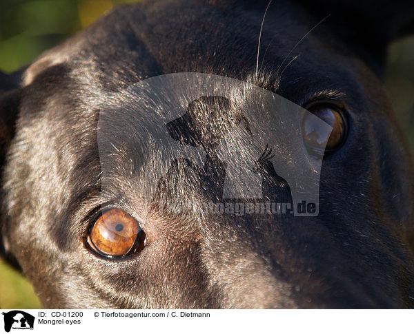 Weimaraner-Windhund-Mischling Augen / Mongrel eyes / CD-01200