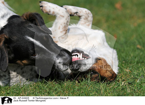 Jack-Russell-Terrier-Mischlinge / Jack Russell Terrier Mongrels / AP-04905