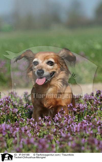 Dackel-Chihuahua-Mix / Teckel-Chihuahua-Mongrel / IF-04188