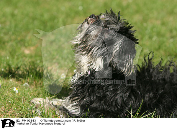 Yorkshire-Terrier-Havaneser-Mischling / Yorkshire-Terrier-Havanese-Mongrel / PM-03843