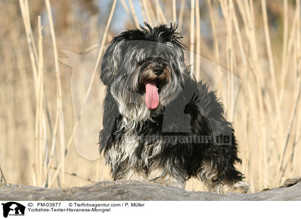 Yorkshire-Terrier-Havaneser-Mischling / Yorkshire-Terrier-Havanese-Mongrel / PM-03877