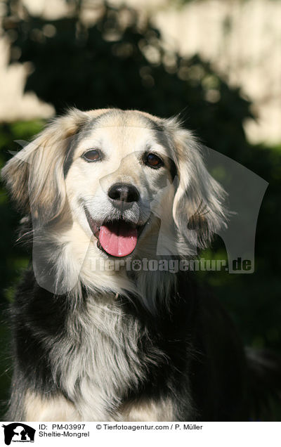 Sheltie-Mischling / Sheltie-Mongrel / PM-03997