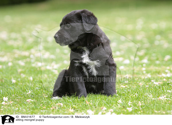 sitzender Mischlingswelpe / sitting mongrel puppy / BM-01677