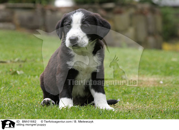 sitzender Mischlingswelpe / sitting mongrel puppy / BM-01682