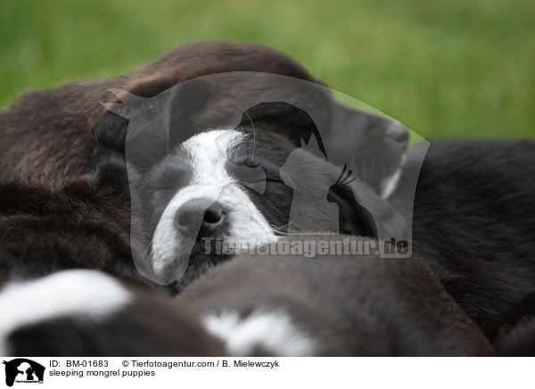 schlafende Mischlingswelpen / sleeping mongrel puppies / BM-01683