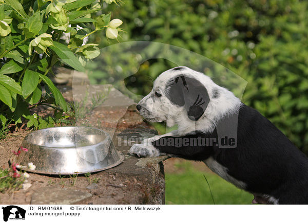 fressender Mischlingswelpe / eating mongrel puppy / BM-01688
