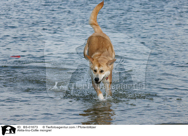 Akita-Inu-Collie-Mix / Akita-Inu-Collie mongrel / BS-01673