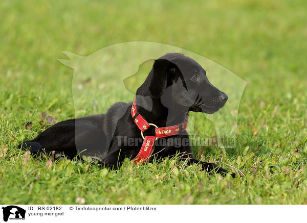 junger Labrador-Mischling / young mongrel / BS-02182