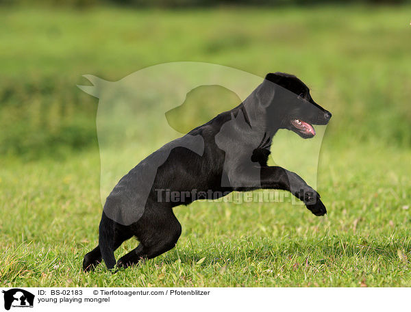 junger spielender Labrador-Mischling / young playing mongrel / BS-02183