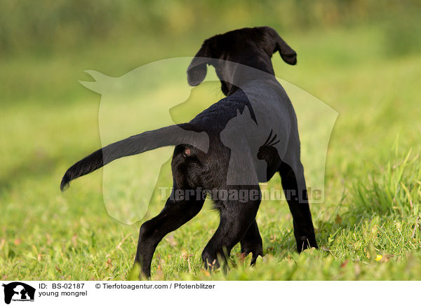 junger Labrador-Mischling / young mongrel / BS-02187