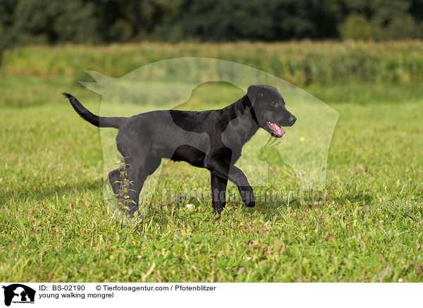 junger laufender Labrador-Mischling / young walking mongrel / BS-02190