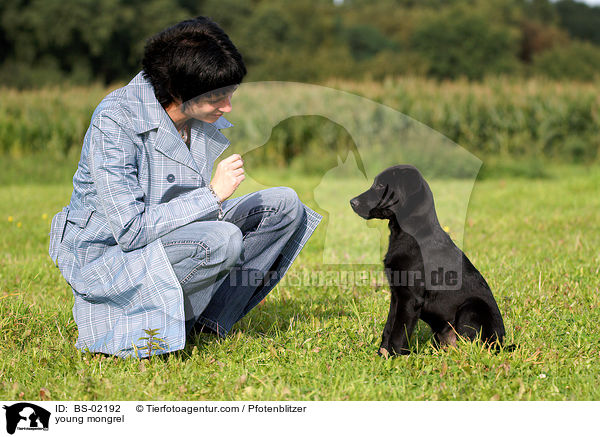 junger Labrador-Mischling beim Training / young mongrel / BS-02192