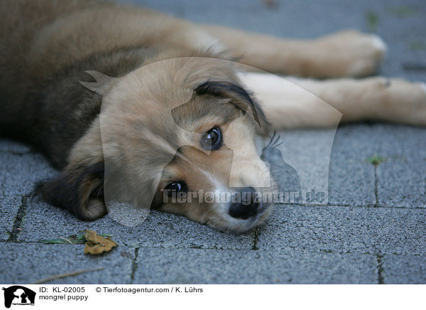 Mischlingwelpe / mongrel puppy / KL-02005